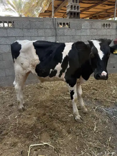 العمر  11 شهر index