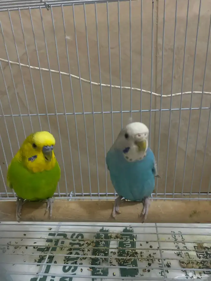 زوج بادجي للبيع مع القفص 0