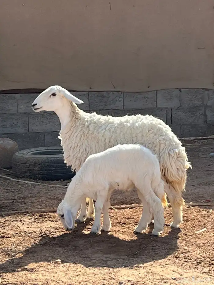 للبيع حريه 0