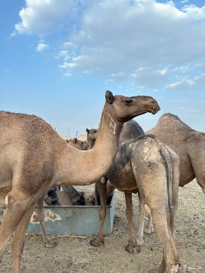 ناقه ضريبه كفو للبيع 1