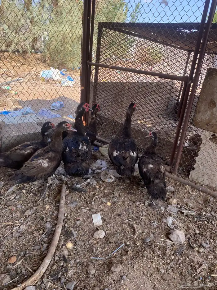 بط مصري 3 أزواج علئ السوم مافيه توصيل الرقم 1