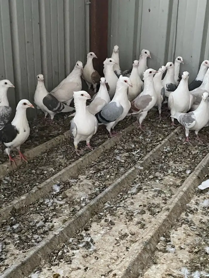 حمام زاجل فاخر للبيع 8