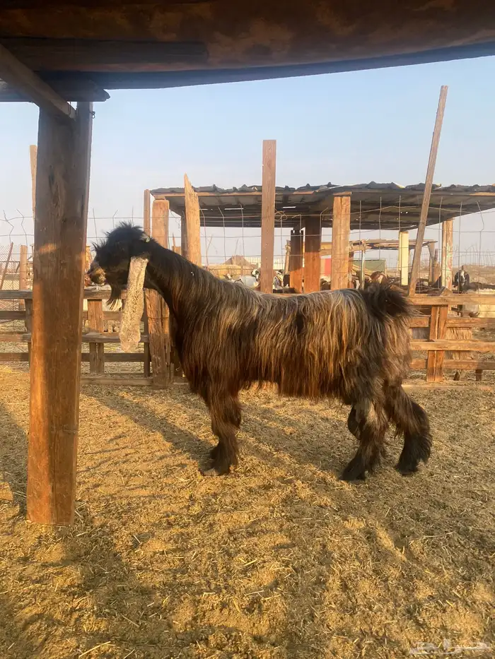 للبيع تيس فحل عارضي صنف الصنف مشروط ضراب ومالطيه 3