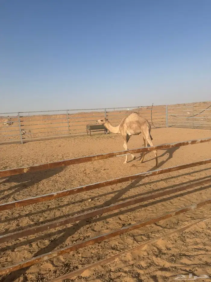 قحود وبكره 3