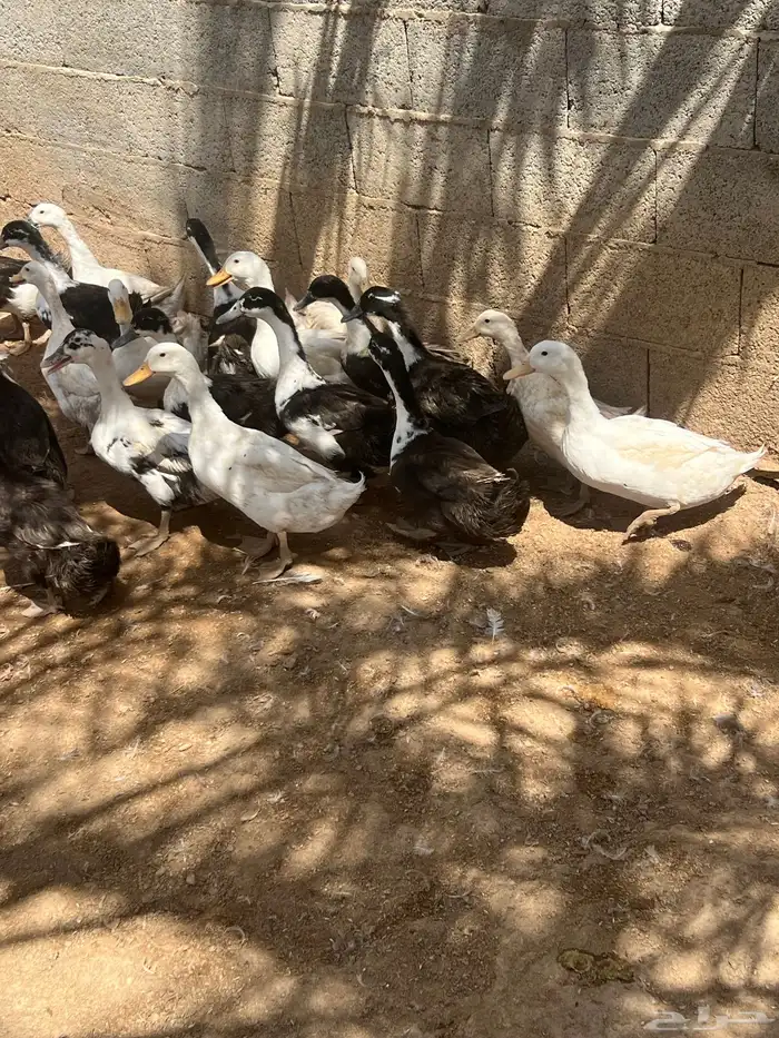 بط بكيني 1