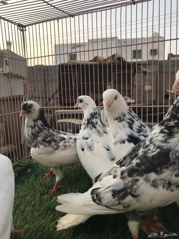 حمام قطايف للبيع المستعجل 2