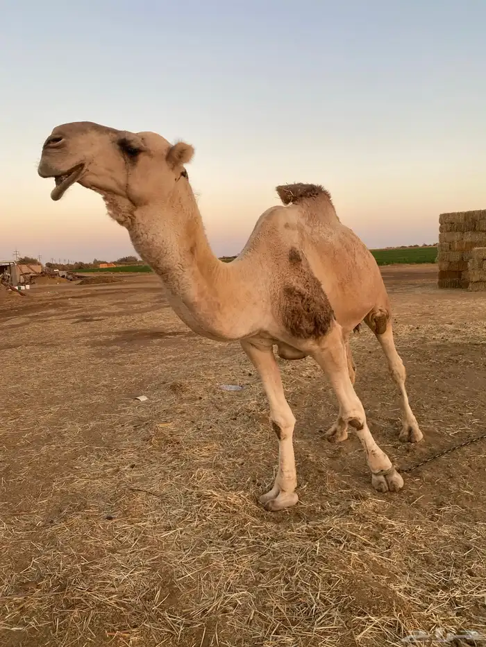 فحل اشقح 1