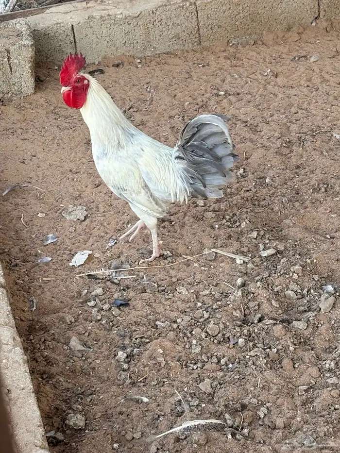 ديك 0