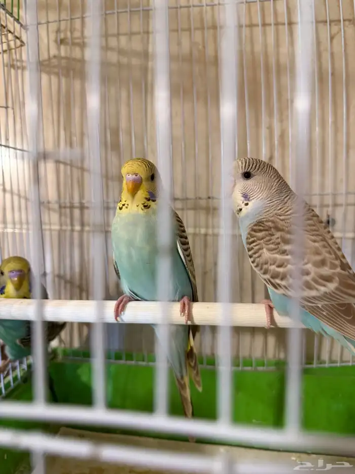 فروخ إنجليزي 5