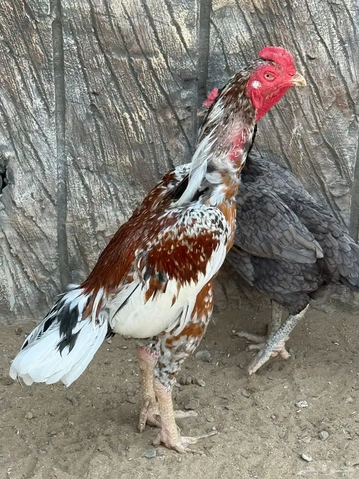 ديك ودجاجتين سنود بيور 6