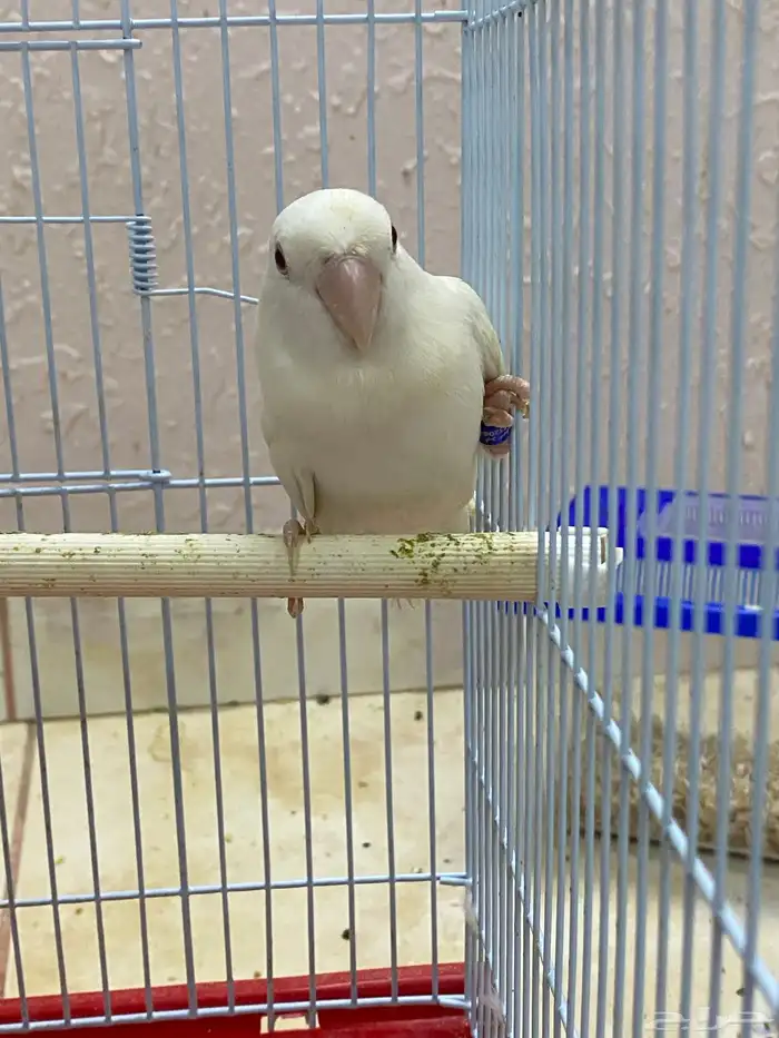 روز نثية 2