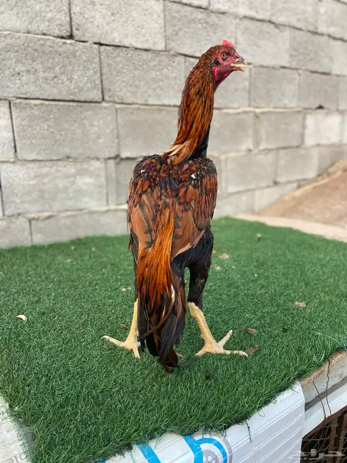 تم البيع الله يبارك لمن شراء 2