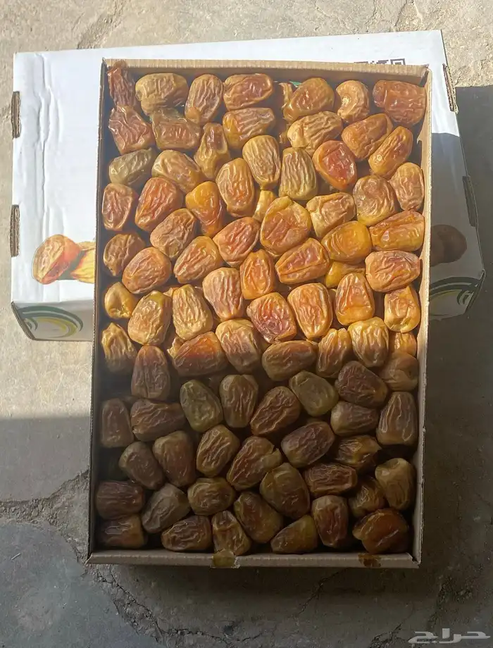 تمر سكري مفتل من مزارعنا بالقصيم طيب بالحيل بادر بالحجز. 0