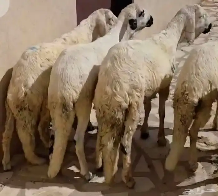 ذبايح طيبة جذعان بالزلفي مع التوصيل 0