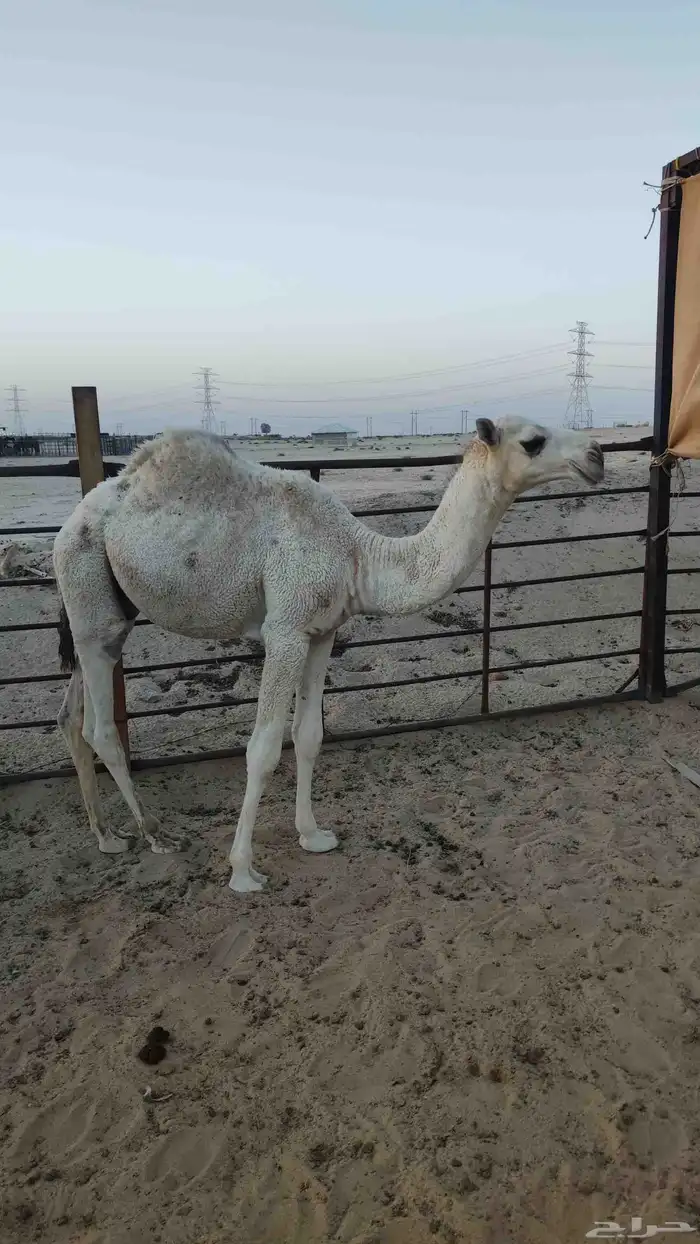 قعود عمره 7 شهور 0