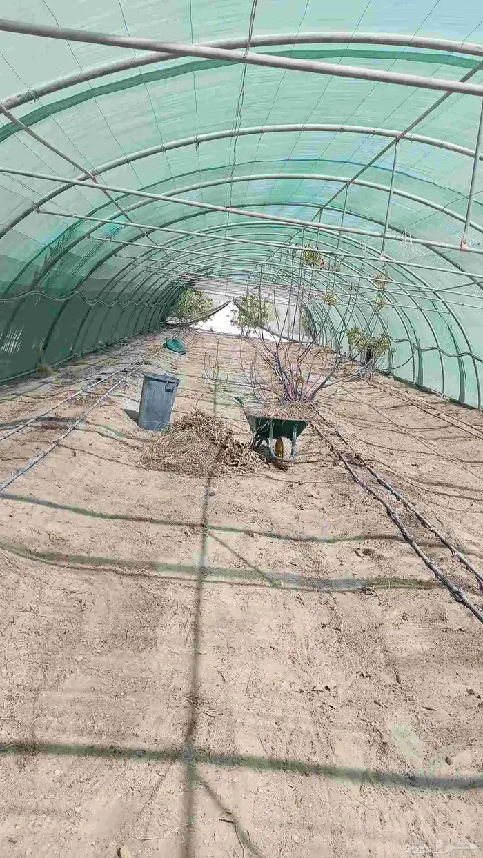 ابوياسين لبيع جميع انواع النخيل البلدي والواشنطن 3