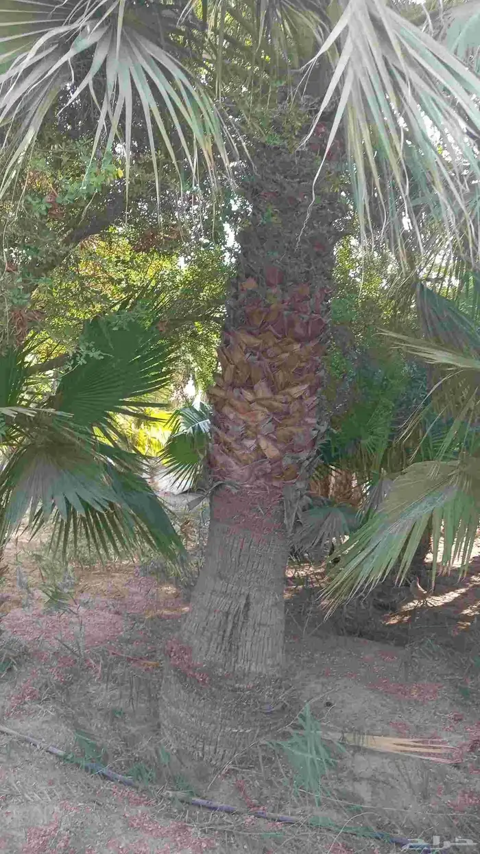 ابوياسين لبيع جميع انواع النخيل البلدي والواشنطن 6