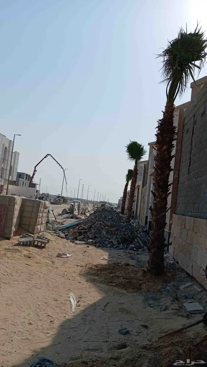 ابوياسين لبيع جميع انواع النخيل البلدي والواشنطن 7