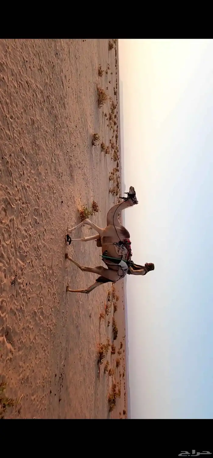 رحول لقحه عمانيه السن شاق شبب شرط 3