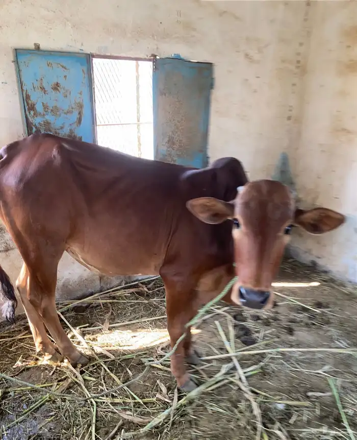 للبيع حسيل 0