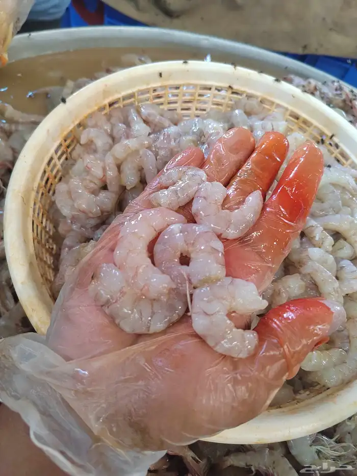 روبيان الجبيل طازج كل يوم جامبو فرخ جامبو 3