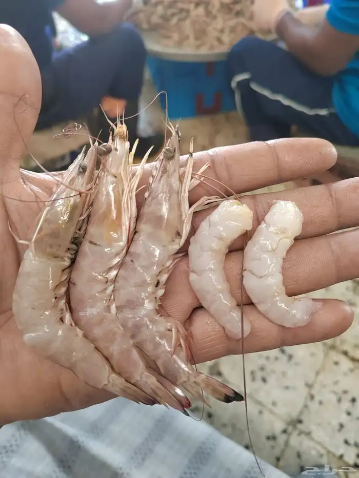 روبيان الجبيل طازج كل يوم جامبو فرخ جامبو 2