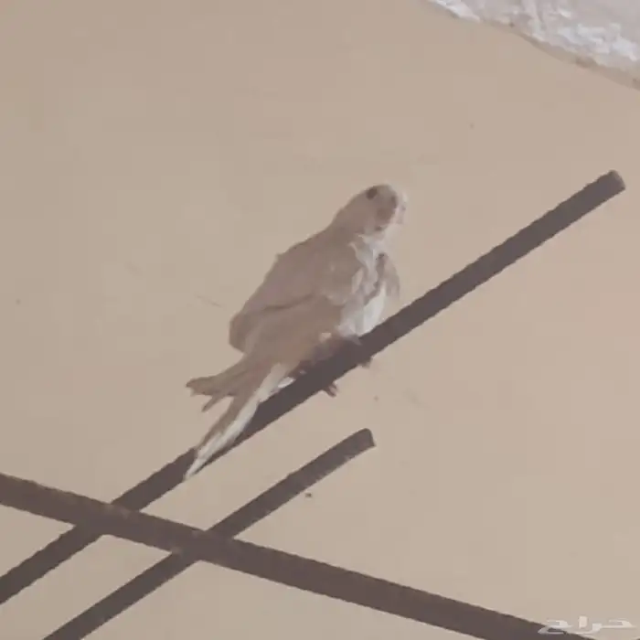 كروان وكروان روز 1
