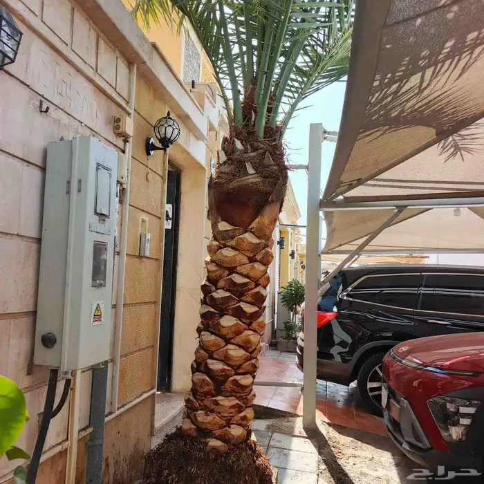 زراعة وتنسيق الحدائق كل مايخص الديكورات المنزليه 7