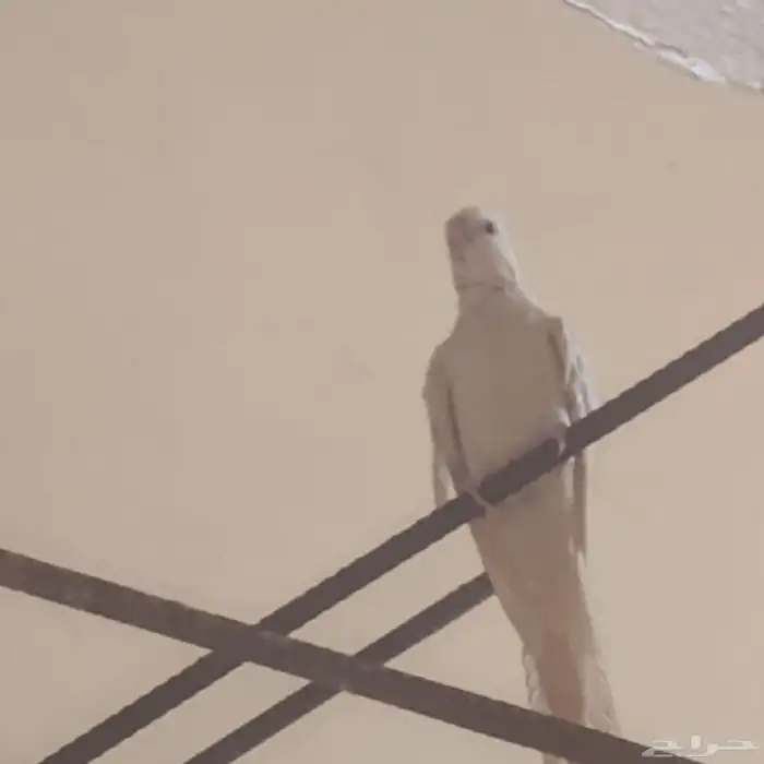 كروان وكروان روز 0