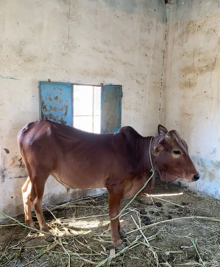 للبيع حسيل 1