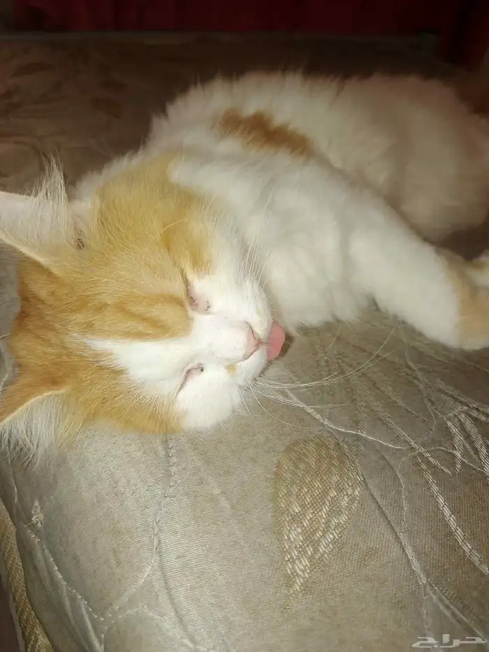 قطه للتبني 5