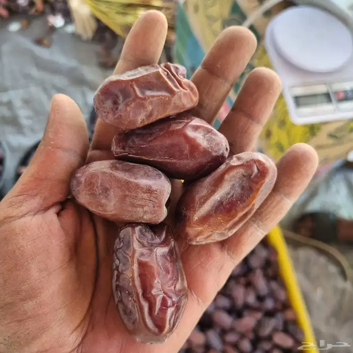 خضري حبه طيبه 2