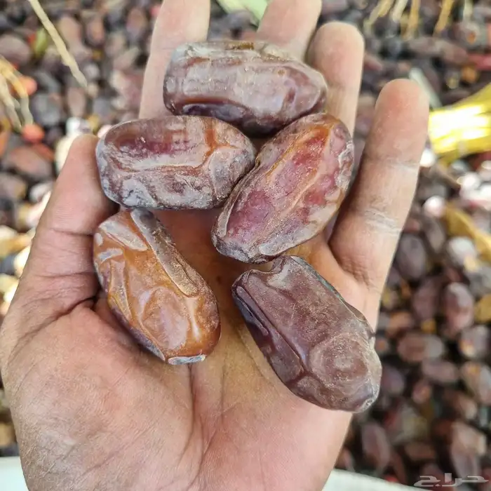 خضري حبه طيبه 5