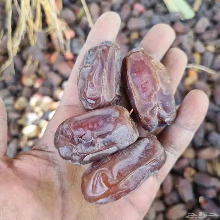 خضري حبه طيبه 1