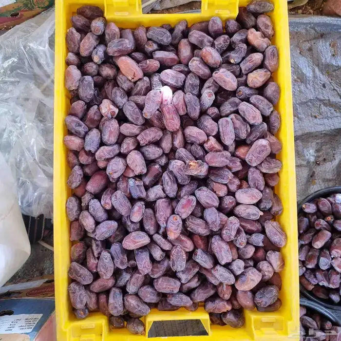 خضري حبه طيبه 4