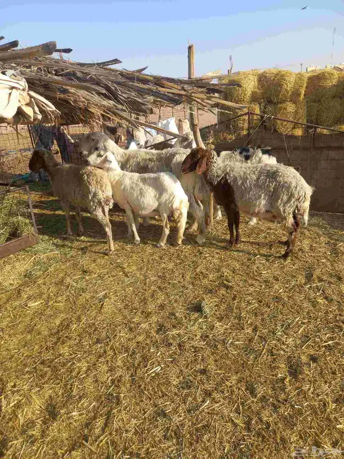 للبيع غنم نعيم مع حريات العدد 7 طيبات وسليمه شرط 2