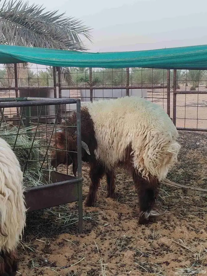 تمايم و ذبايح غنم نعيمي بالزلفي 0