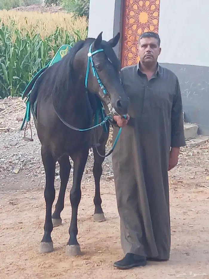 سايس خيل 2