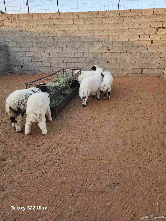 طليان و خال للبيع 2