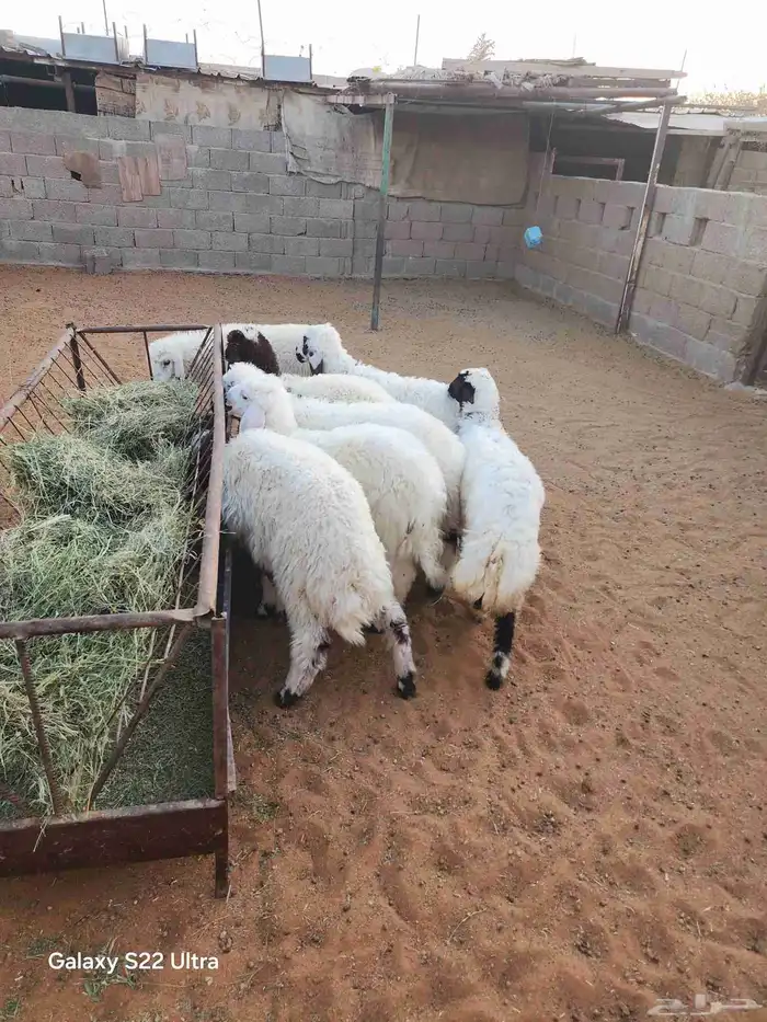 طليان و خال للبيع 0