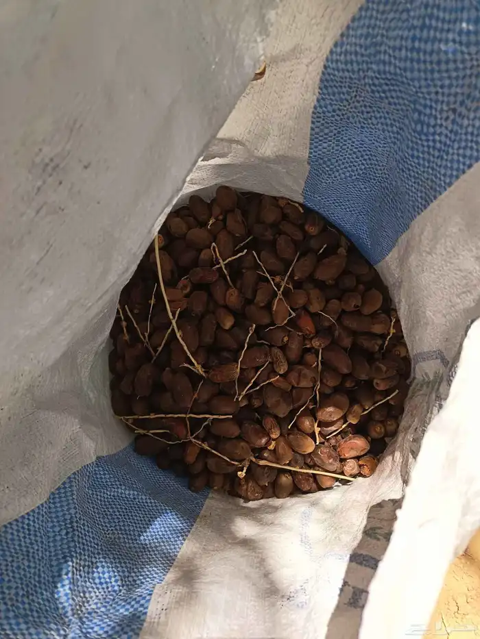 تمر غنم للبيع 4