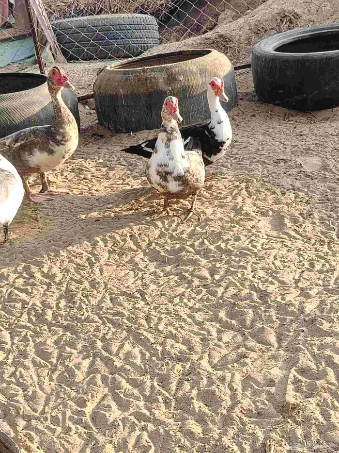بط بلدي 3