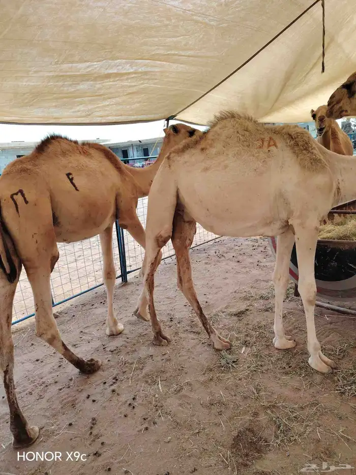 قعدان و أغنام صفوة البادية 1