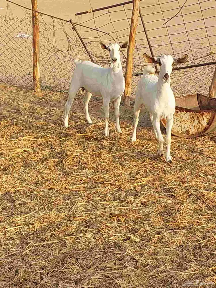 جفار بيشيه للبيع 2