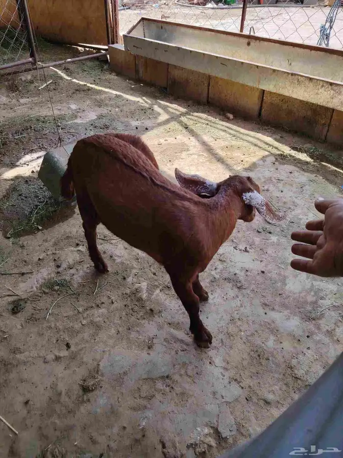 انثى العمر شهرين ما شاء الله تبارك الله في الشحم تمص من جميع 1