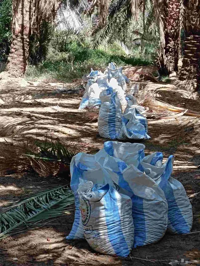 تمر غنم للبيع 2