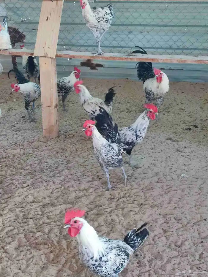 دياكه للبيع 1