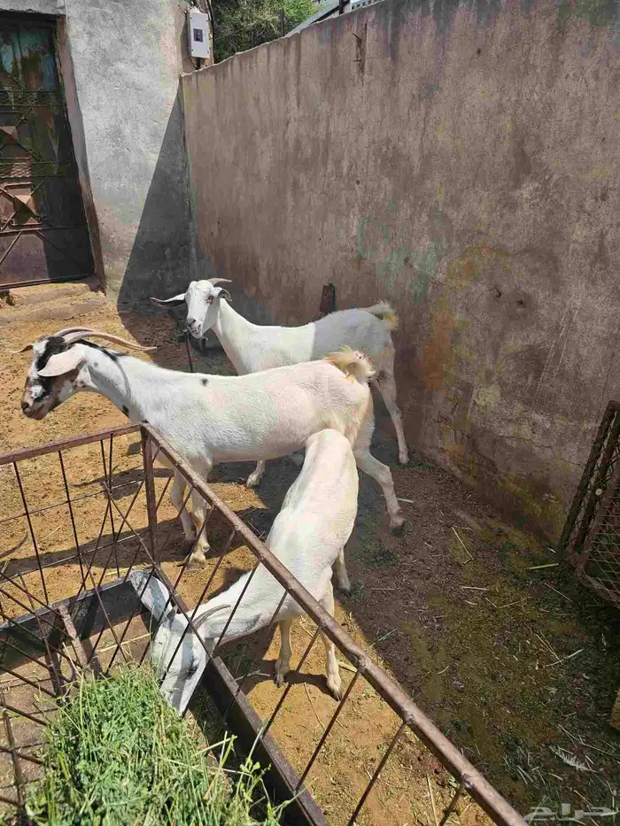غنم بيشيات 7