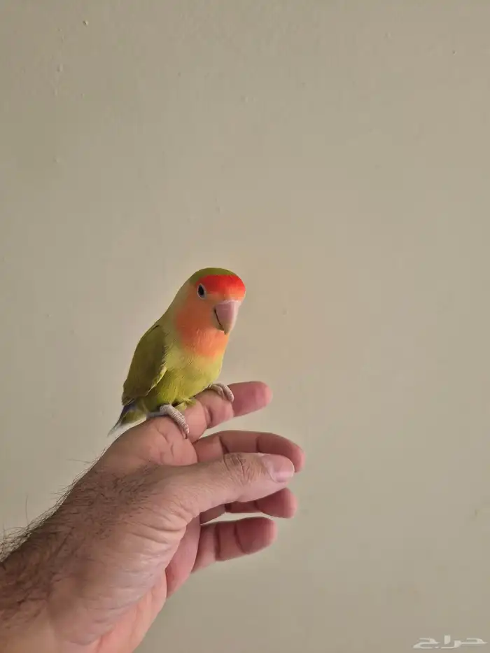 للبيع انثى روز 0