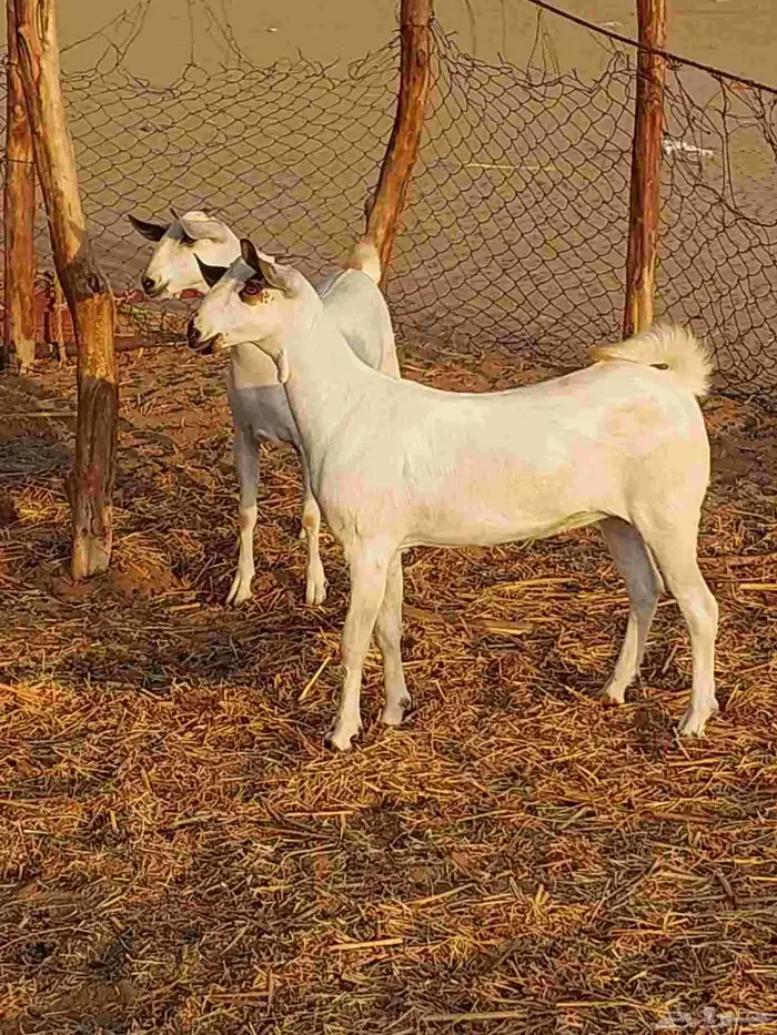 جفار بيشيه للبيع 0